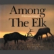 Among The Elk